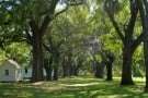 McLeod Plantation Historic Site