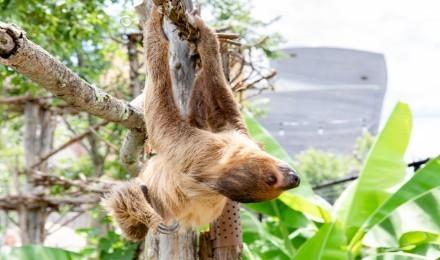 Sloths 1632 Large