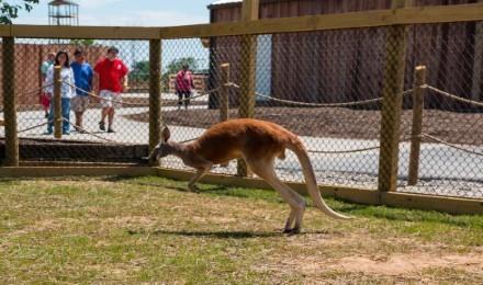 Ark Encounter Petting Zoo