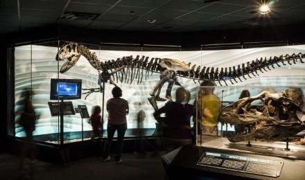 Creation Museum Exhibit Allosaurus
