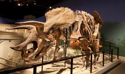 Creation Museum Exhibit Mastodon