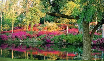 07 Mill Pond Middleton Place Azalea