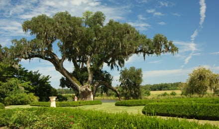 09 Middleton Oak Rose Garden