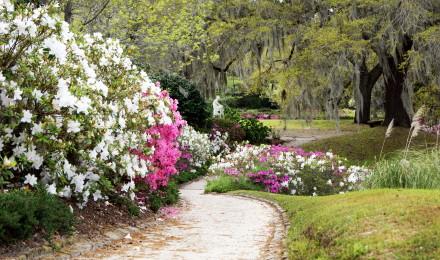 11 Middleton Place Wood Nymph Azaleas