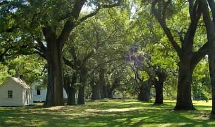01 Mc Leod Plantation