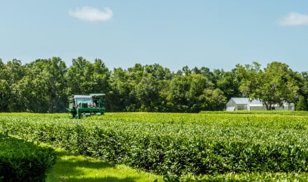 01 Charleston Tea Garden
