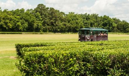 02 Chas Tea Trolley Tour