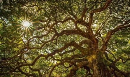 Photo Stop At The Picturesque Angel Oak Tree, Over 400 Years Old
