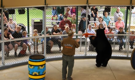 See A Live Bear Show