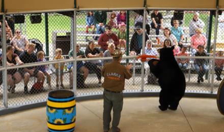 See A Live Bear Show