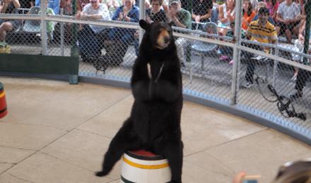 Live Bear Show
