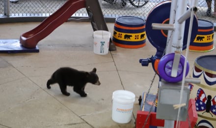 Bearshow 3