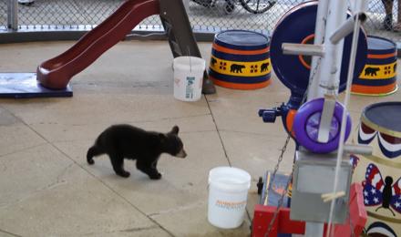 Bearshow 3