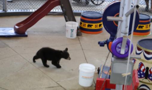 Bearshow 3