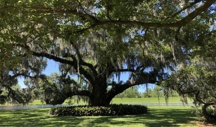 Live Oak2