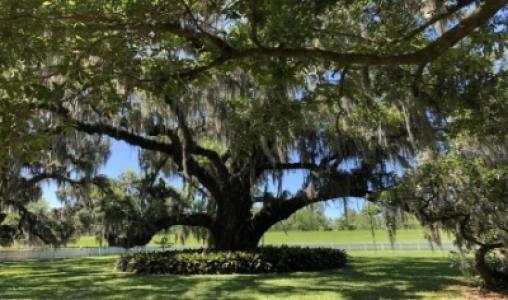 Live Oak2