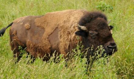 Authentic Wagon Tour & Feeding At Cooks Bison Ranch