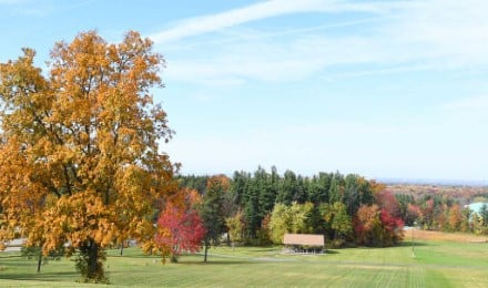 Chestnut Feature 1024X537
