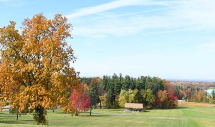 Chestnut Feature 1024X537