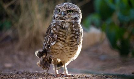 Burrowing Owl Rhonda Spencer Bigger