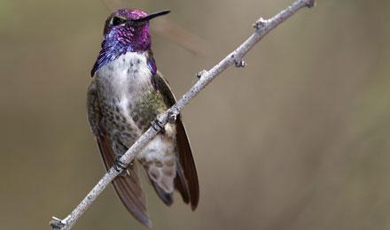 Costa's Hummingbird Rhonda Spencer (2006)