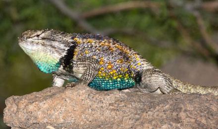 Desert Spiny Lizard 2008 Rhonda Spencer