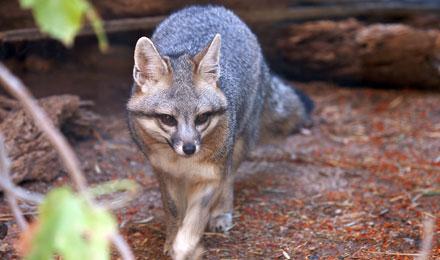 Gray Fox Rhonda Spencer 2007