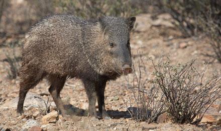 Javelina 2007 Rhonda Spencer