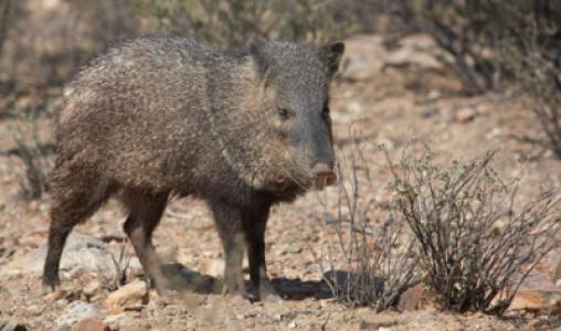 Javelina 2007 Rhonda Spencer