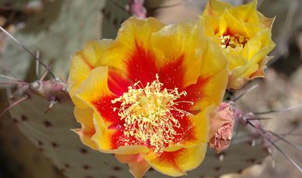 Long Spined Prickly Pear Ted Myers