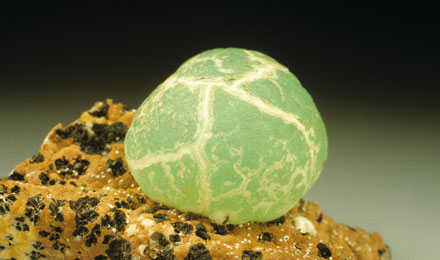 Smithsonite ¼ Jeffrey Scovil