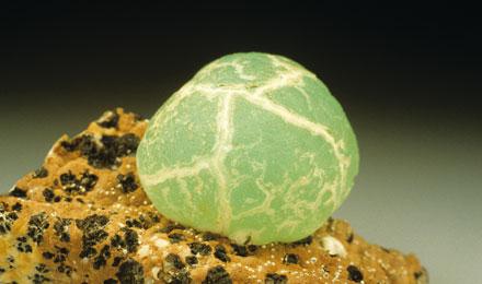 Smithsonite ¼ Jeffrey Scovil