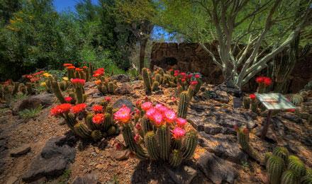Torch Cactus Garden Jay Pierstorff