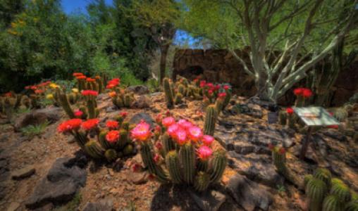 Torch Cactus Garden Jay Pierstorff