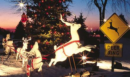 Reindeer Outside