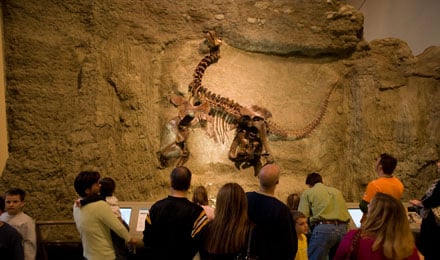 Looking At Camarasaurus