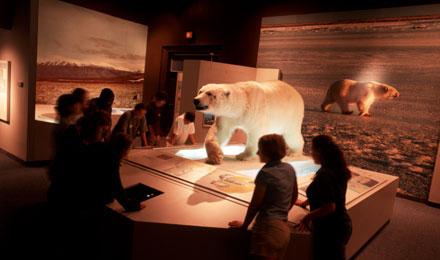 Visitors In Polar World