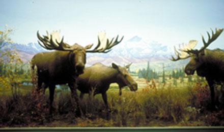 Elksth