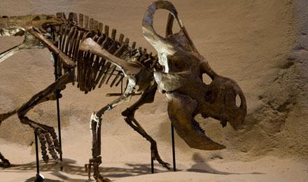 Protoceratops