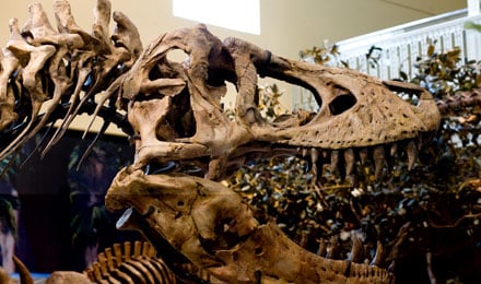 Rex1
