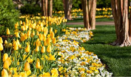 Yellow Tullips S R G B Lr