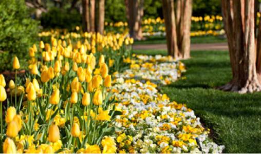 Yellow Tullips S R G B Lr