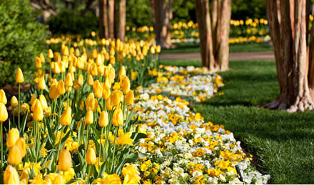 Yellow Tullips S R G B Lr