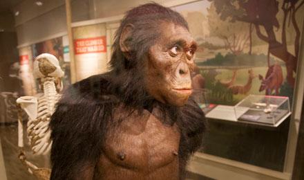 Human Origins 1 Web
