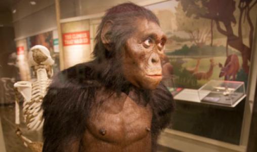 Human Origins 1 Web