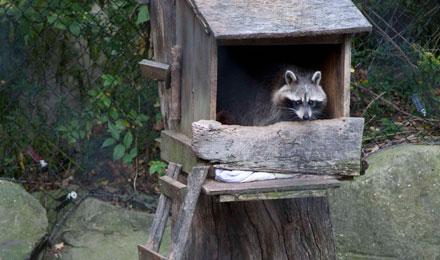 Fall Raccoon Web