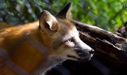 Fox 6 Web
