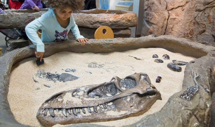 Dinodig Kid Web