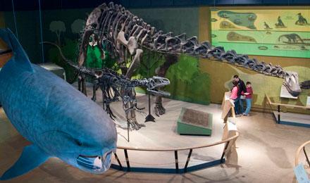 Dino Dunk Family Web