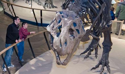 Dino Family Web